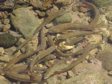 咸宜河秦岭细鳞鲑